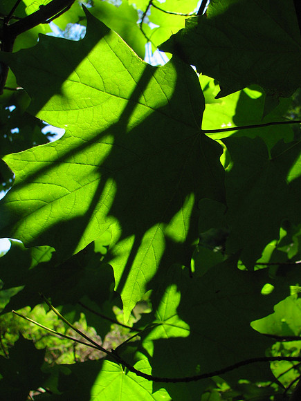 Through Leaves