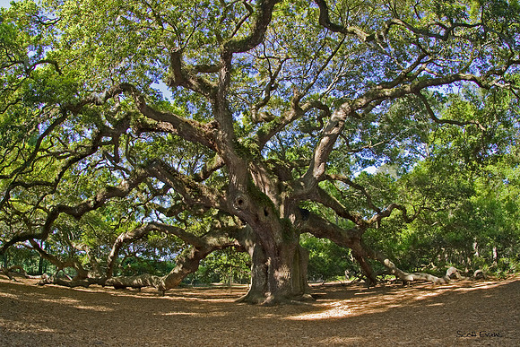 Angel Oak